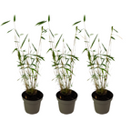 Tufa de bambus - 3 buc - Fargesia papyrifera 'Blue Dragon' - În. 30-40cm - ⌀13cm