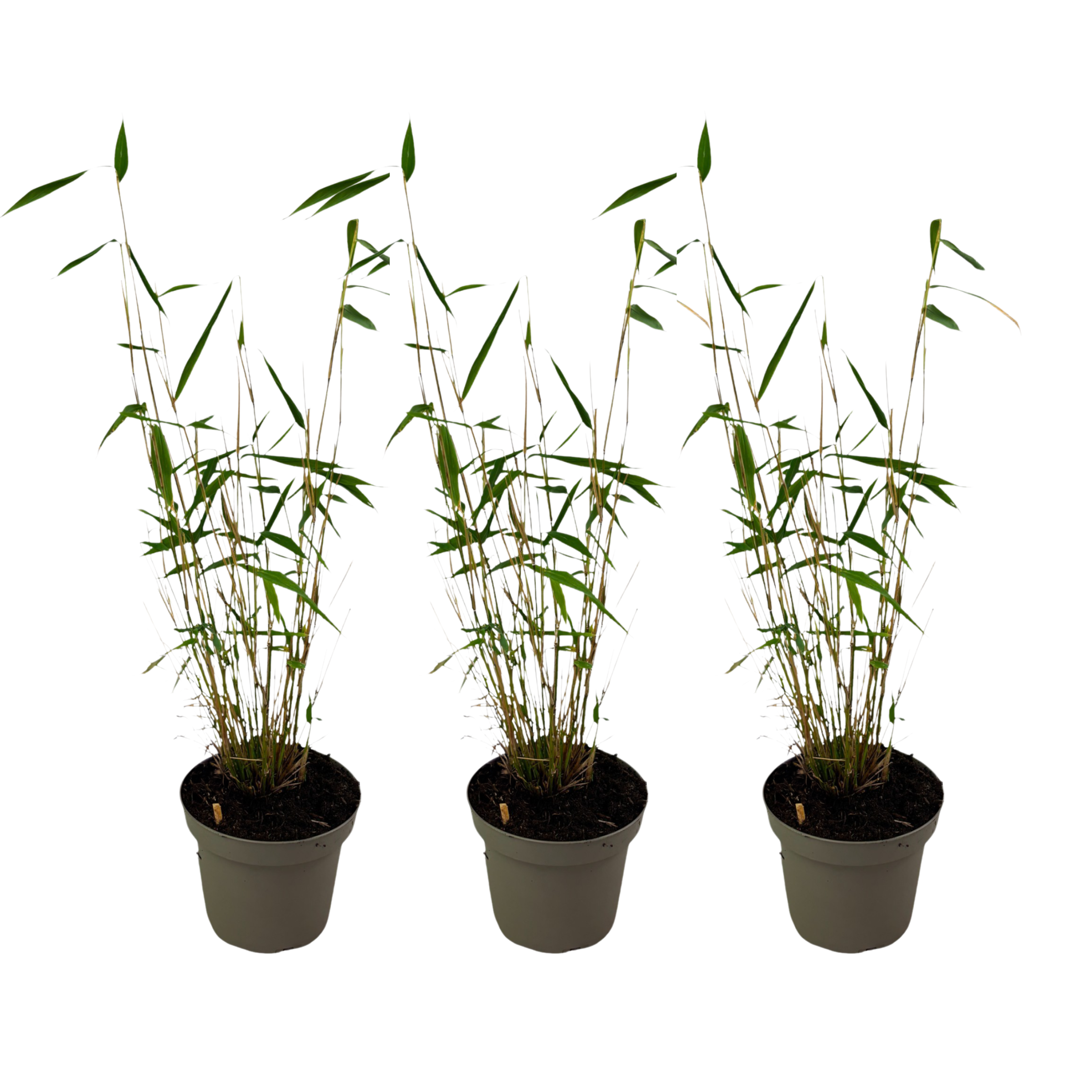 Tufa de bambus - 3 buc - Fargesia papyrifera 'Blue Dragon' - În. 30-40cm - ⌀13cm