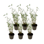 Tufa de bambus - 18 buc - Fargesia papyrifera 'Blue Dragon - În. 30-40cm - ⌀13cm