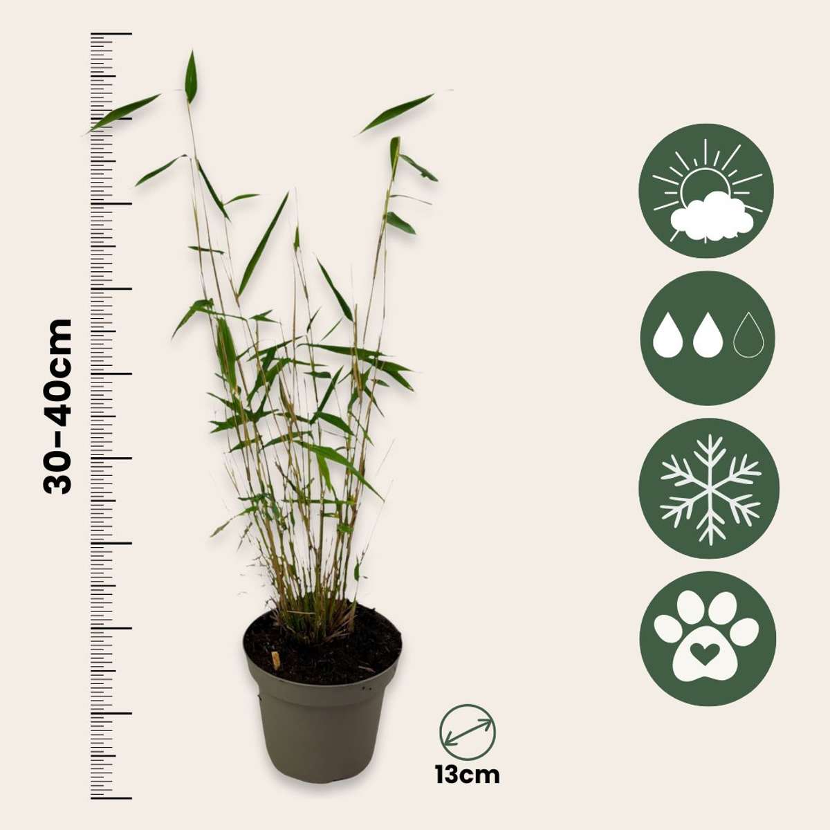 Tufa de bambus - 18 buc - Fargesia papyrifera 'Blue Dragon - În. 30-40cm - ⌀13cm