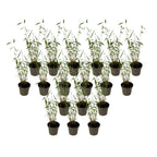 Tufa de bambus - 18 buc - Fargesia papyrifera 'Blue Dragon - În. 30-40cm - ⌀13cm