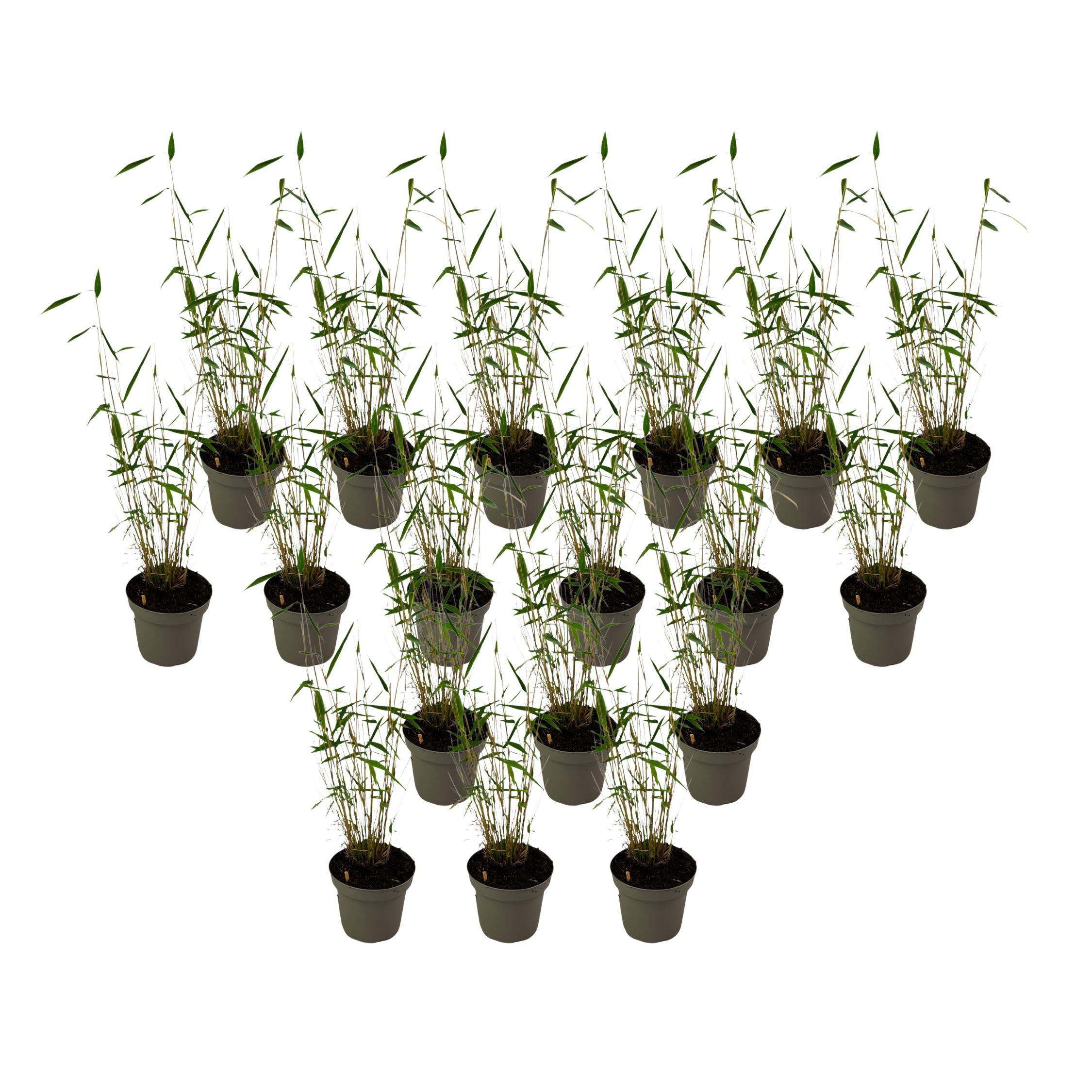 Tufa de bambus - 18 buc - Fargesia papyrifera 'Blue Dragon - În. 30-40cm - ⌀13cm
