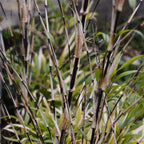 Bambus - 3 buc. - Fargesia nitida 'Black Dragon' - Înălţime 25-40cm - ⌀14cm