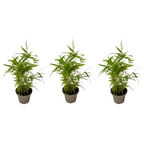 Bambus - 3 buc. - Fargesia nitida 'Black Dragon' - Înălţime 25-40cm - ⌀14cm