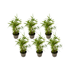 Bambus - 18 buc. - Fargesia nitida 'Black Dragon' - Înălţime 25-40cm - ⌀14cm