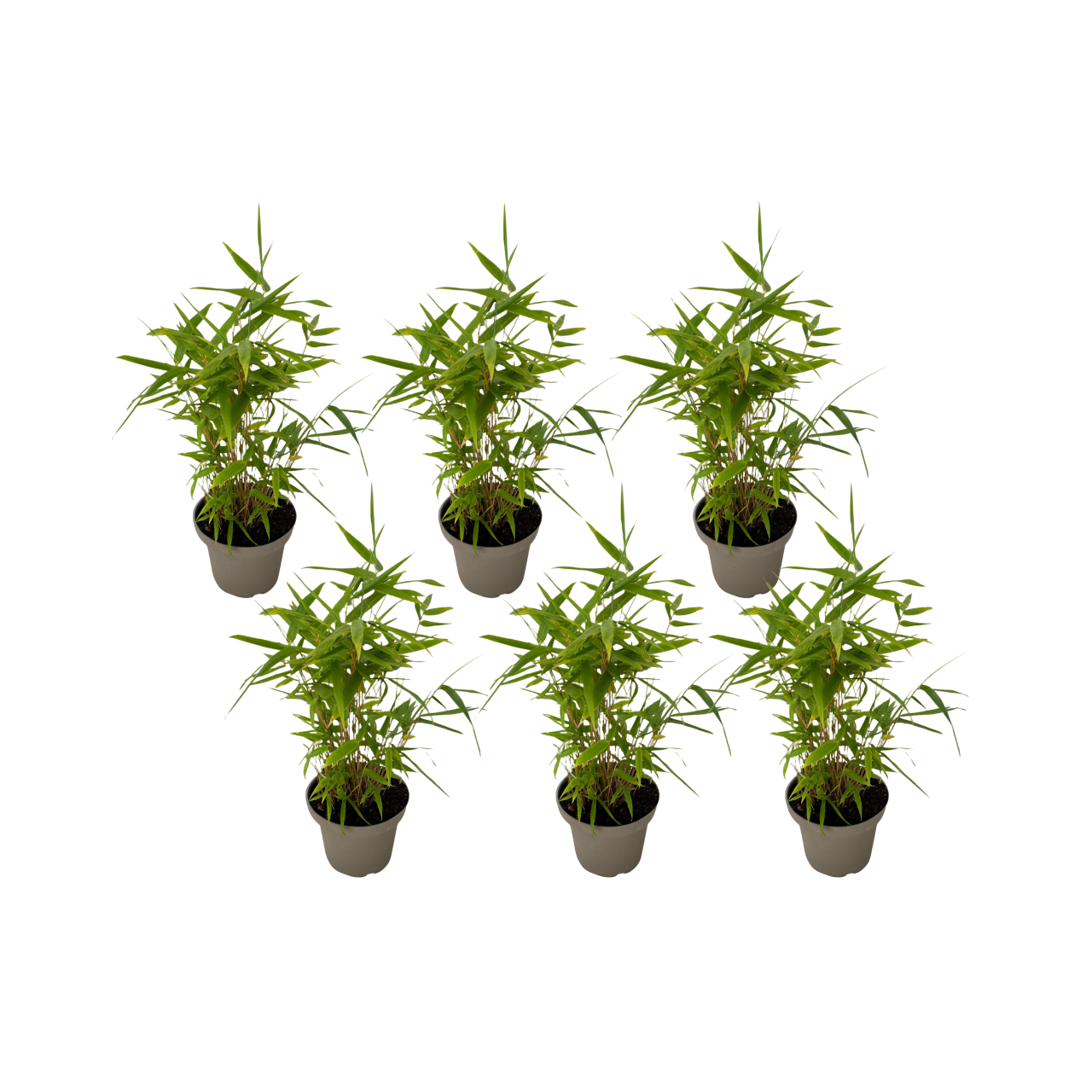 Bambus - 18 buc. - Fargesia nitida 'Black Dragon' - Înălţime 25-40cm - ⌀14cm