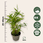 Bambus - 18 buc. - Fargesia nitida 'Black Dragon' - Înălţime 25-40cm - ⌀14cm
