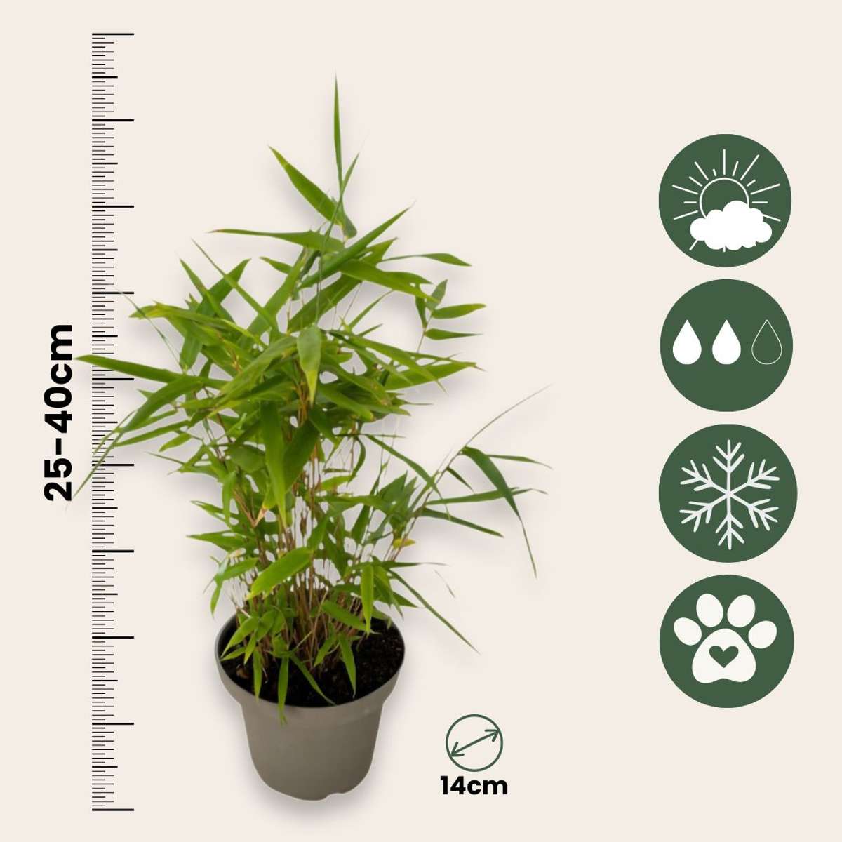 Bambus - 18 buc. - Fargesia nitida 'Black Dragon' - Înălţime 25-40cm - ⌀14cm