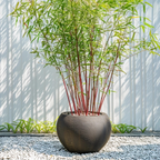 Tufa de bambus - 3 buc - Fargesia scabrida 'Asian Wonder' - În. 25-40cm - ⌀13cm