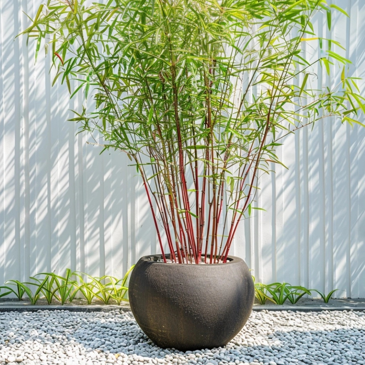 Tufa de bambus - 3 buc - Fargesia scabrida 'Asian Wonder' - În. 25-40cm - ⌀13cm