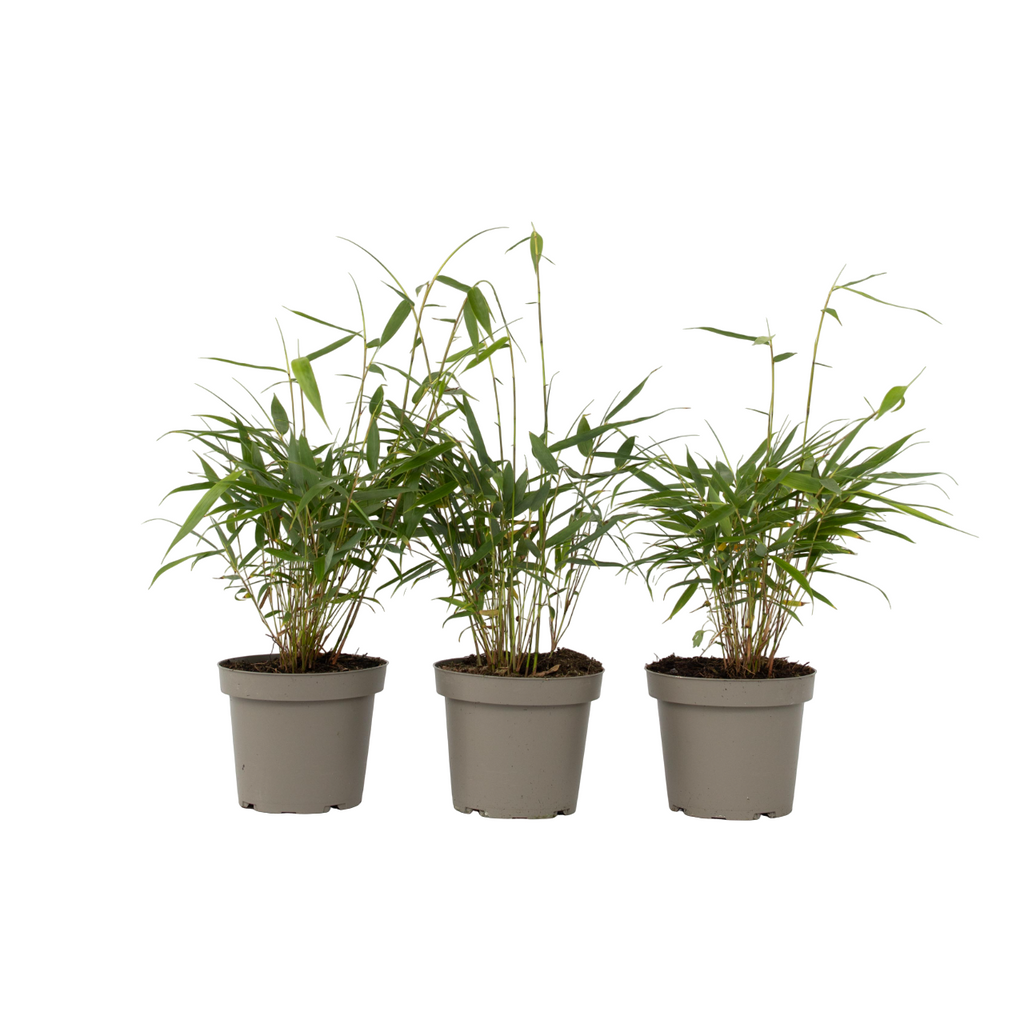 Tufa de bambus - 3 buc - Fargesia scabrida 'Asian Wonder' - În. 25-40cm - ⌀13cm