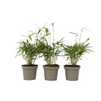 Tufa de bambus - 3 buc - Fargesia scabrida 'Asian Wonder' - În. 25-40cm - ⌀13cm