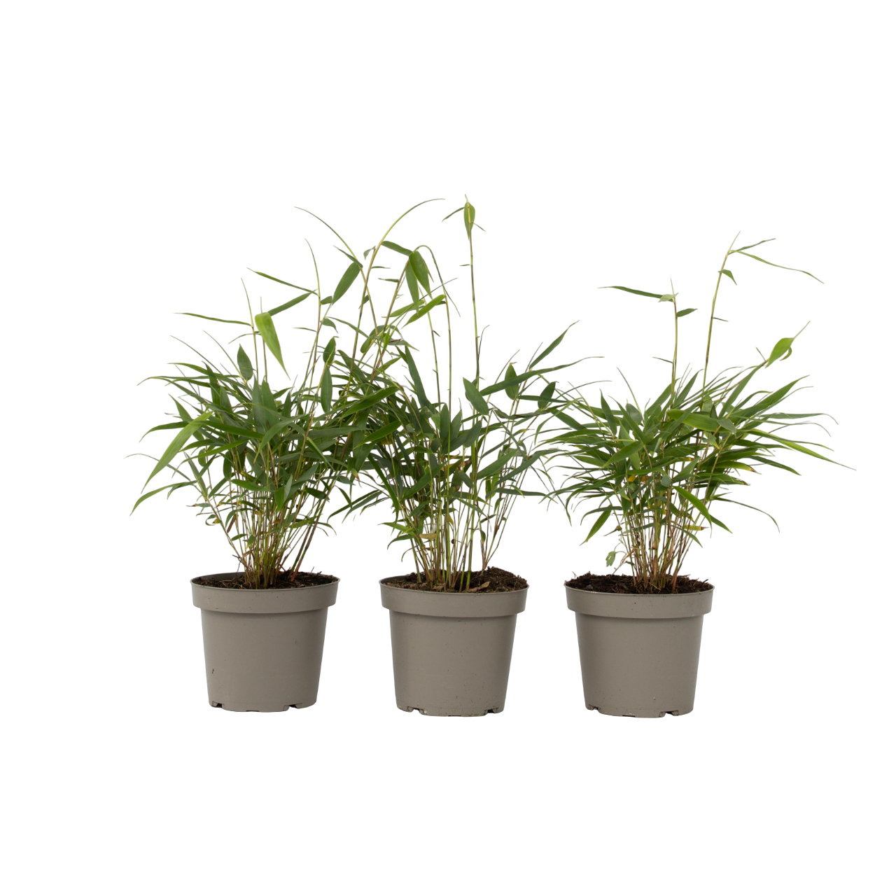 Tufa de bambus - 3 buc - Fargesia scabrida 'Asian Wonder' - În. 25-40cm - ⌀13cm