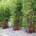 Tufa de bambus - 18 buc - Fargesia scabrida 'Asian Wonder' - În. 25-40cm - ⌀13cm
