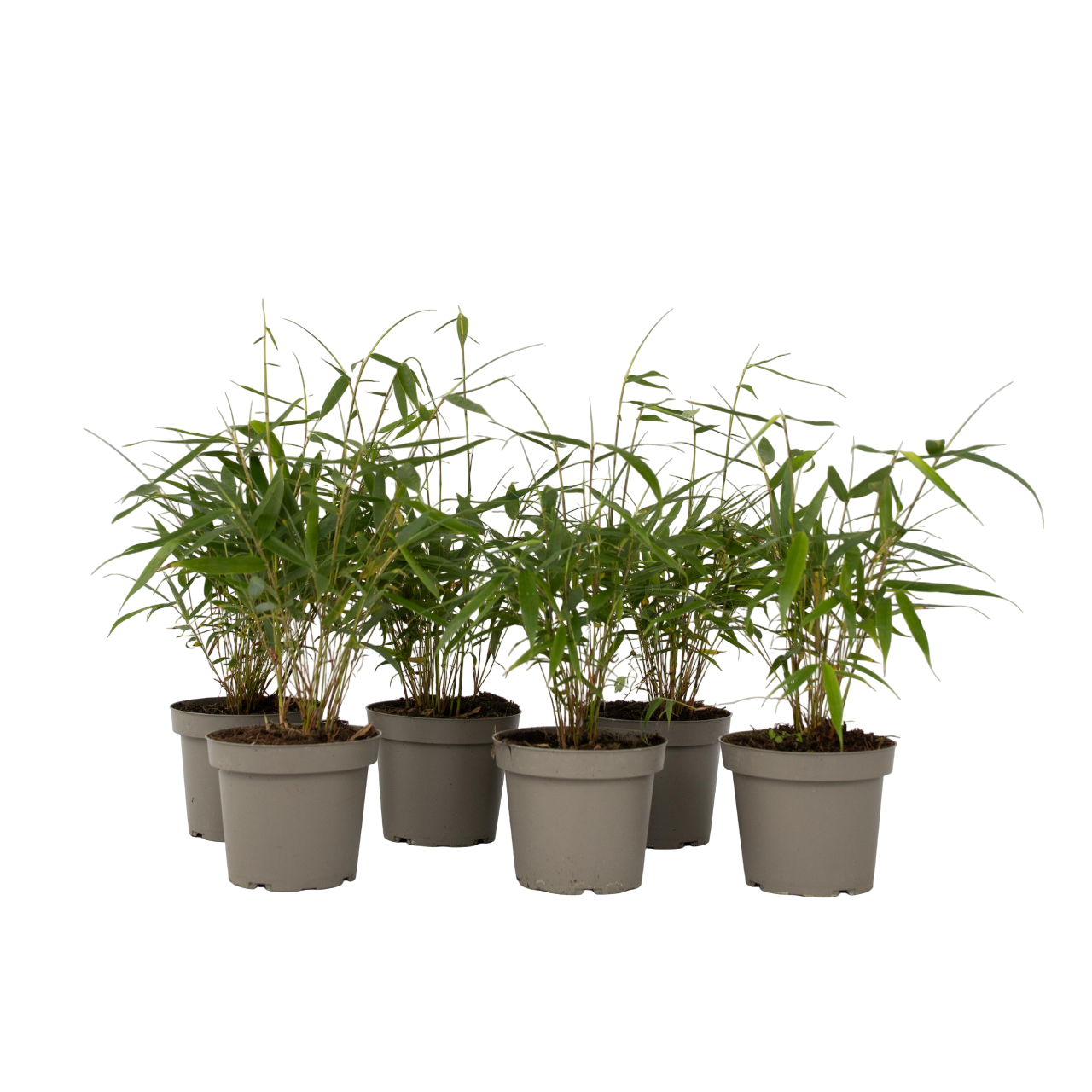 Tufa de bambus - 18 buc - Fargesia scabrida 'Asian Wonder' - În. 25-40cm - ⌀13cm