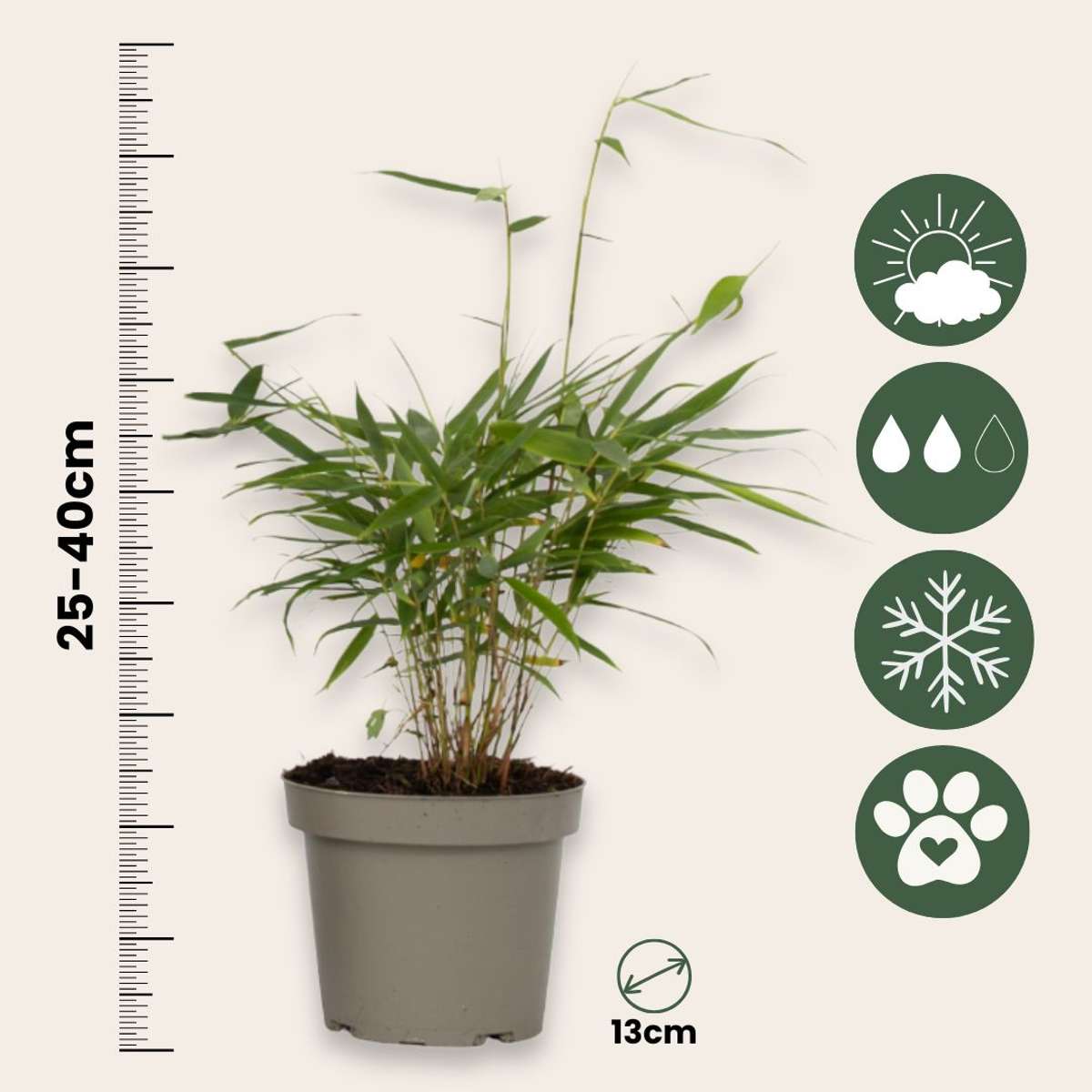 Tufa de bambus - 18 buc - Fargesia scabrida 'Asian Wonder' - În. 25-40cm - ⌀13cm