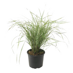 Pene de stuf - Calamagrostis acutiflora 'Overdam' - Înălţime 20-30cm - ⌀23cm