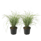 Pene de stuf - 2 buc - Calamagrostis 'Overdam' - Înălţime 20-30cm - ⌀23cm