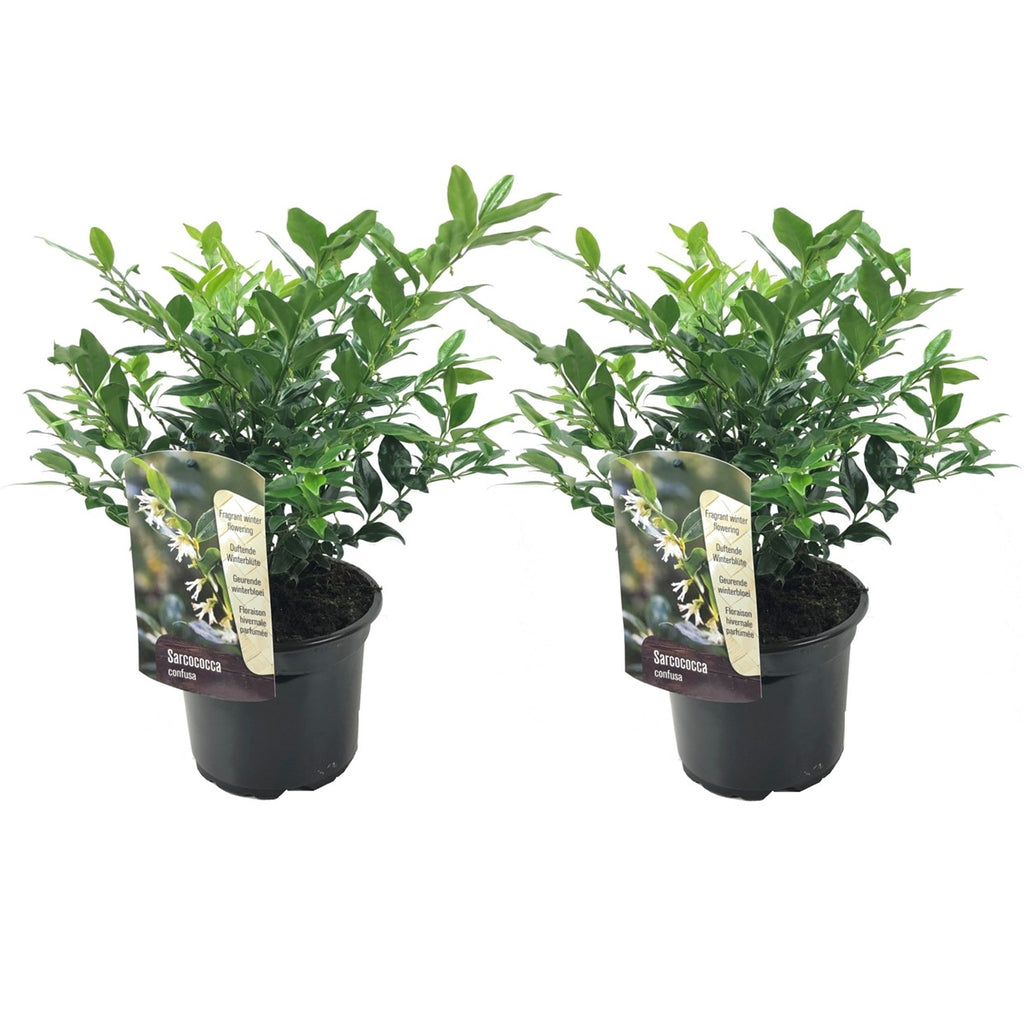 Merisor dulce - 2 buc - Sarcococca 'Confusa' - Înălţime 30-40cm - ⌀17cm