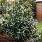 Merisor dulce - 4 buc - Sarcococca 'Confusa' - Înălţime 30-40cm - ⌀17cm