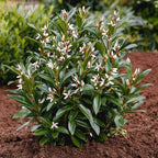 Merisor dulce - 4 buc - Sarcococca 'Confusa' - Înălţime 30-40cm - ⌀17cm