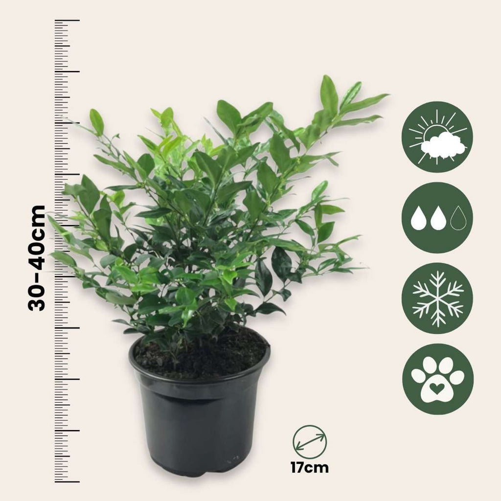Merisor dulce - 4 buc - Sarcococca 'Confusa' - Înălţime 30-40cm - ⌀17cm
