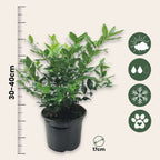 Merisor dulce - 4 buc - Sarcococca 'Confusa' - Înălţime 30-40cm - ⌀17cm