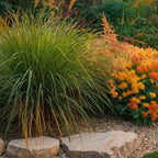 Trestie de China - 2 buc - Pennisetum 'Hameln' - Înălţime 20-30cm - ⌀23cm