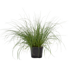 Trestie de China - Pennisetum alopecuroides 'Hameln' - Înălţime 20-30cm - ⌀23cm