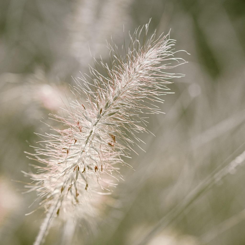 Trestie de China - 2 buc - Pennisetum 'Hameln' - Înălţime 20-30cm - ⌀23cm