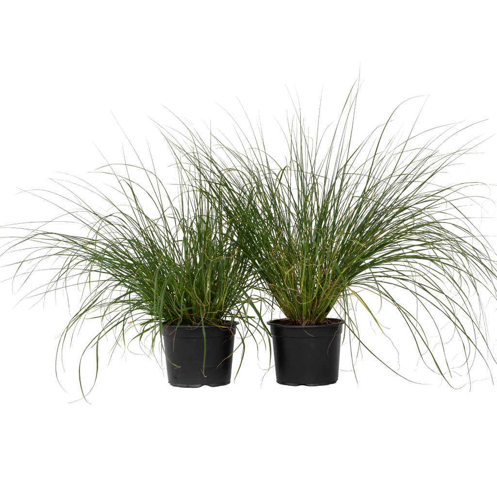 Trestie de China - 2 buc - Pennisetum 'Hameln' - Înălţime 20-30cm - ⌀23cm