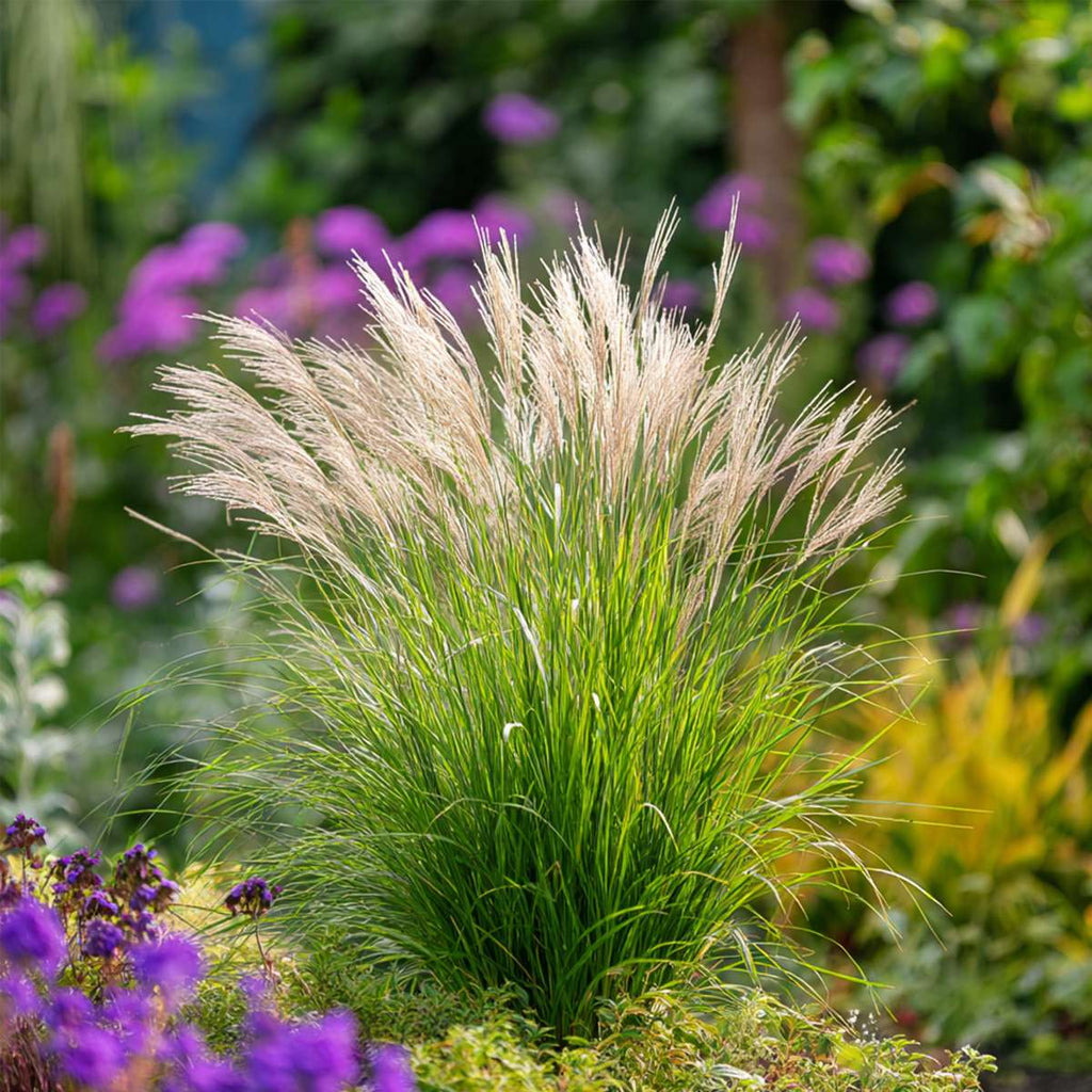 Stuf chinezesc - Miscanthus sinensis 'Gracillimus' - Înălţime 40-60cm - ⌀23cm