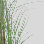 Stuf chinezesc - Miscanthus sinensis 'Gracillimus' - Înălţime 40-60cm - ⌀23cm