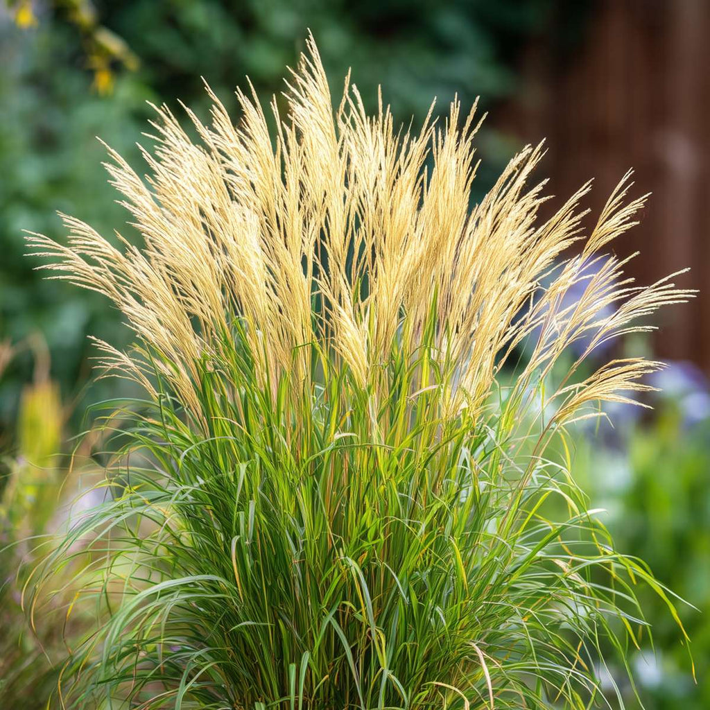 Stuf chinezesc - Miscanthus sinensis 'Gracillimus' - Înălţime 40-60cm - ⌀23cm