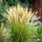 Stuf chinezesc - Miscanthus sinensis 'Gracillimus' - Înălţime 40-60cm - ⌀23cm