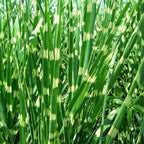 Stuf chinezesc - Miscanthus sinensis 'Zebrinus' - Înălţime 20-30cm - ⌀23cm