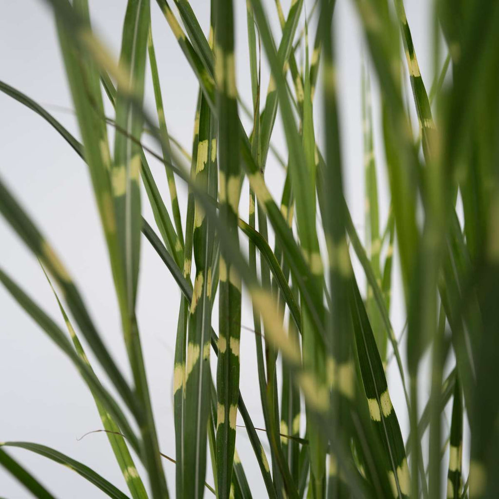 Stuf chinezesc - Miscanthus sinensis 'Zebrinus' - Înălţime 20-30cm - ⌀23cm