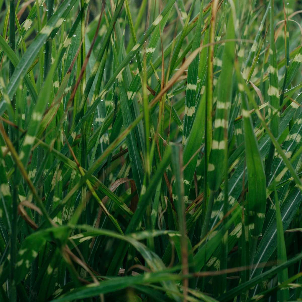 Stuf chinezesc - Miscanthus sinensis 'Zebrinus' - Înălţime 20-30cm - ⌀23cm