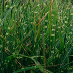 Stuf chinezesc - Miscanthus sinensis 'Zebrinus' - Înălţime 20-30cm - ⌀23cm