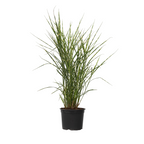 Stuf chinezesc - Miscanthus sinensis 'Zebrinus' - Înălţime 20-30cm - ⌀23cm