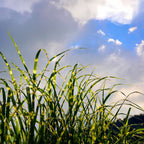 Stuf chinezesc - 2 buc - Miscanthus sinensis 'Zebrinus' - În. 20-30cm - ⌀23cm