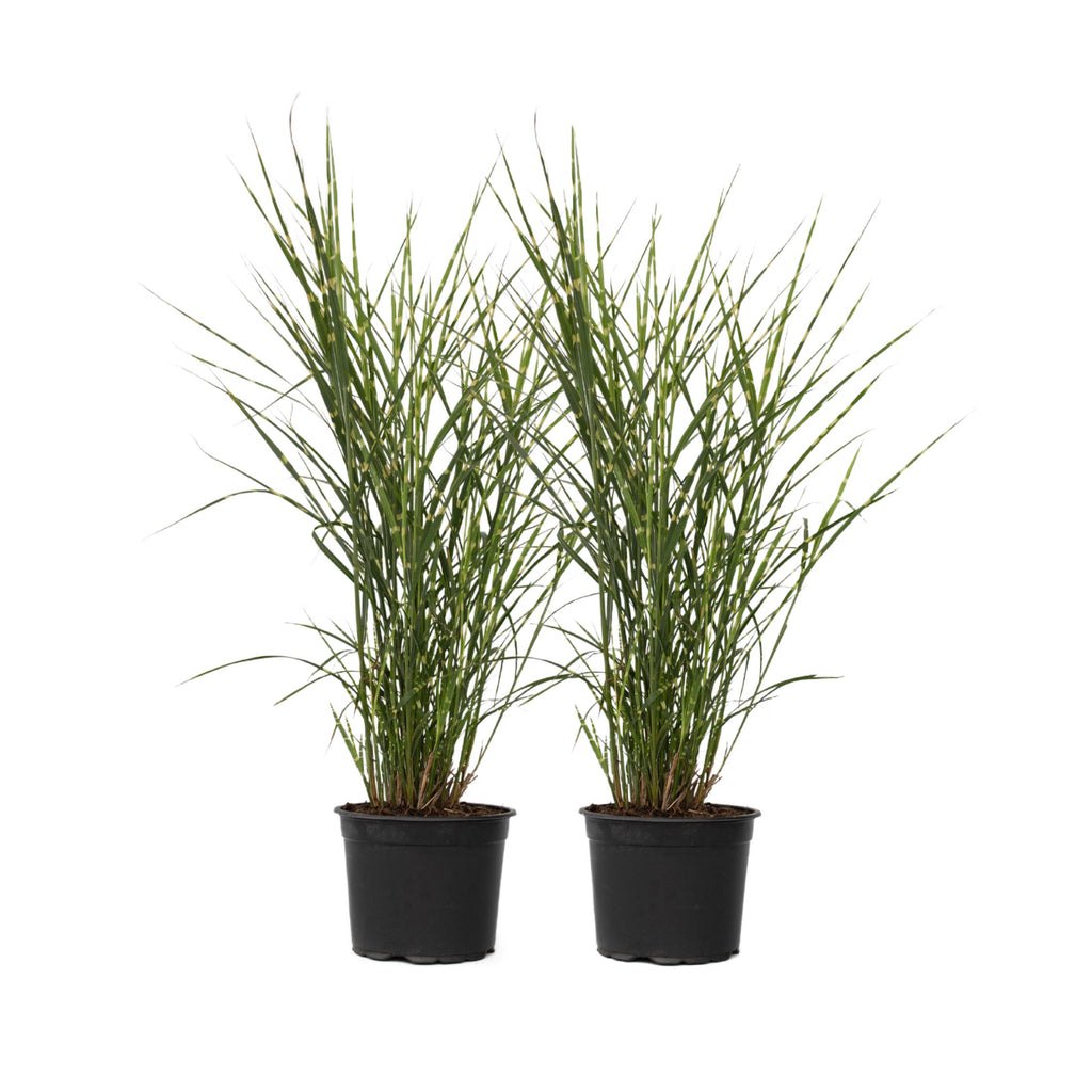 Stuf chinezesc - 2 buc - Miscanthus sinensis 'Zebrinus' - În. 20-30cm - ⌀23cm