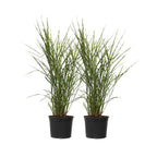 Stuf chinezesc - 2 buc - Miscanthus sinensis 'Zebrinus' - În. 20-30cm - ⌀23cm