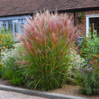 Stuf chinezesc - 2 buc - Miscanthus sinensis 'Red Chief' - În. 40-60cm - ⌀23cm