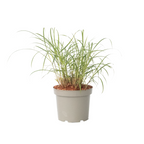 Stuf chinezesc - Miscanthus sinensis 'Red Chief' - Înălţime 40-60cm - ⌀23cm