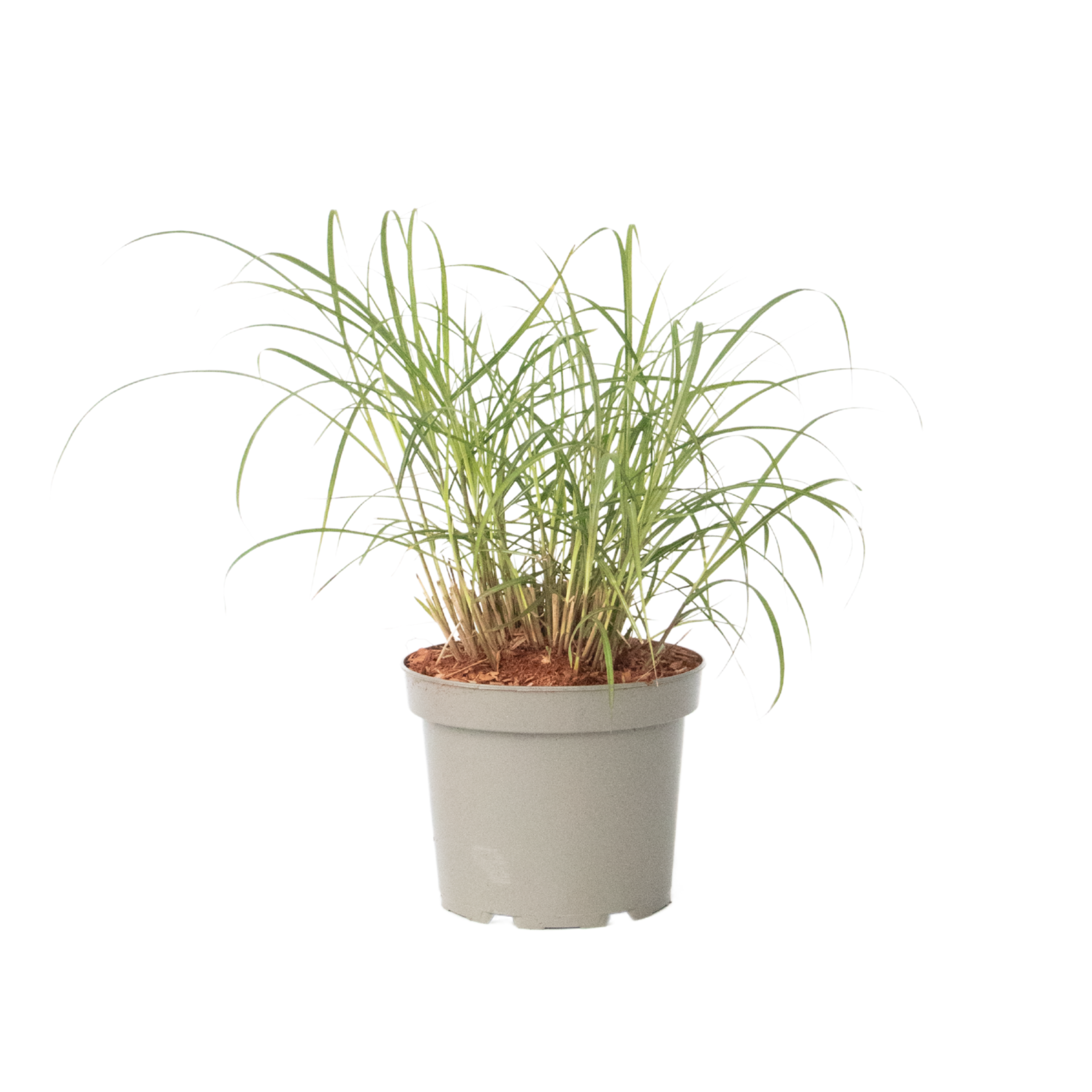Stuf chinezesc - Miscanthus sinensis 'Red Chief' - Înălţime 40-60cm - ⌀23cm