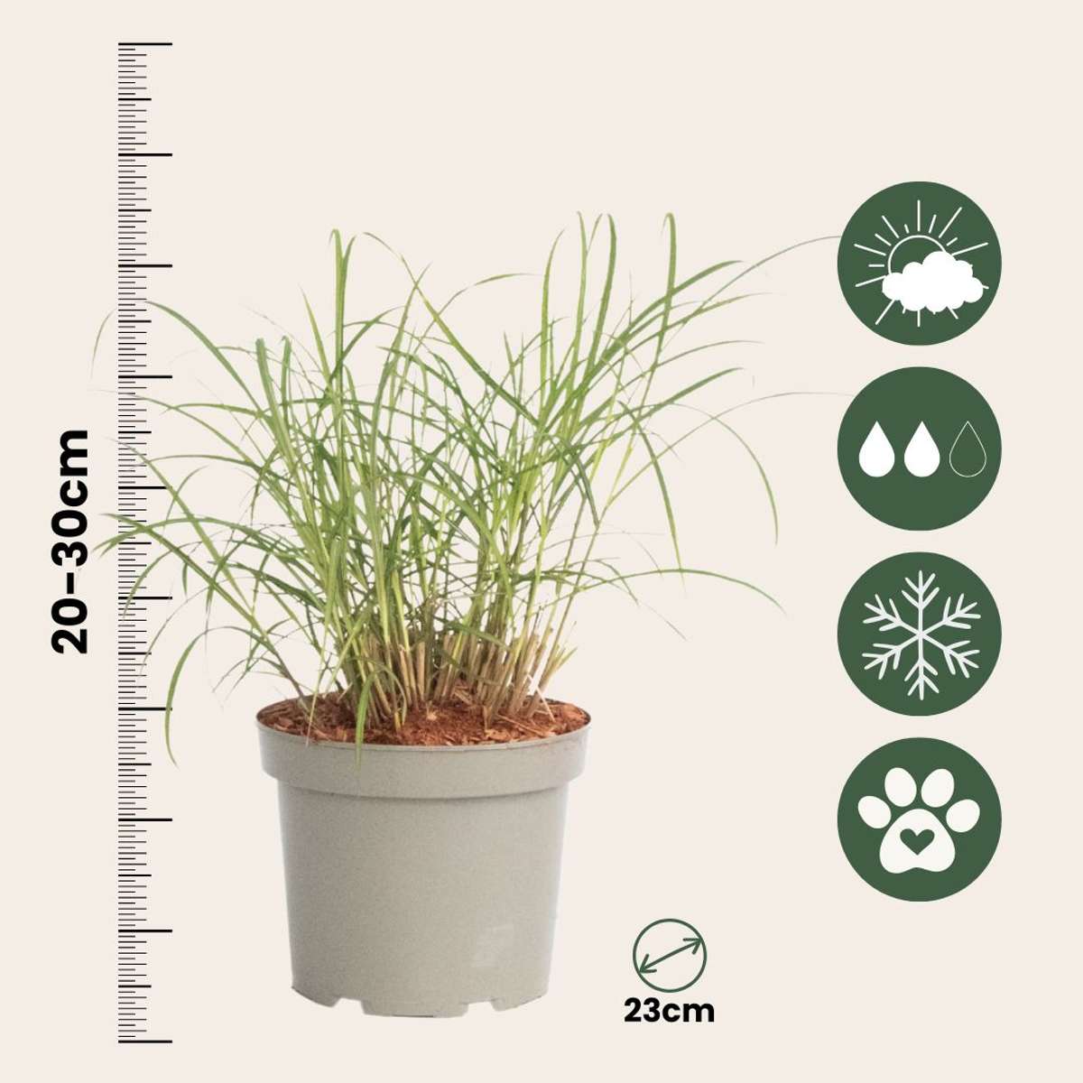 Iarbă cu degete - Panicum Virgatum 'Squaw' - Înălțime 40-60cm - ⌀23cm