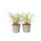 Stuf chinezesc - 2 buc - Miscanthus sinensis 'Red Chief' - În. 40-60cm - ⌀23cm