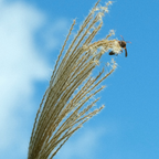 Stuf chinezesc - Miscanthus sinensis 'Kleine Silberspinne - În. 20-30cm - ⌀23cm
