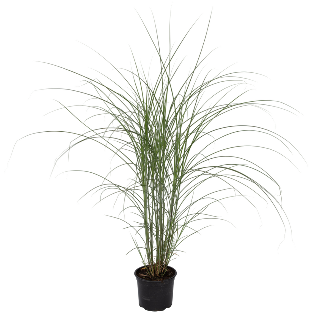 Stuf chinezesc - Miscanthus sinensis 'Kleine Silberspinne - În. 20-30cm - ⌀23cm